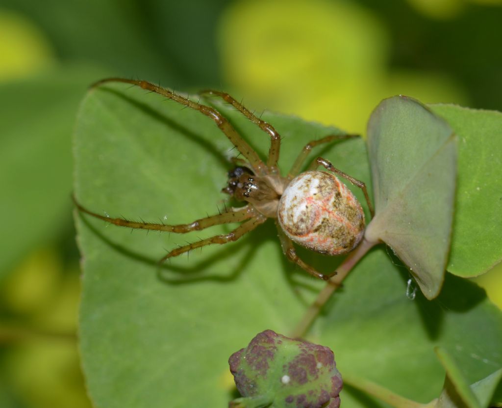 Metellina sp. (Tetragnathidae) ? S! - Grosseto